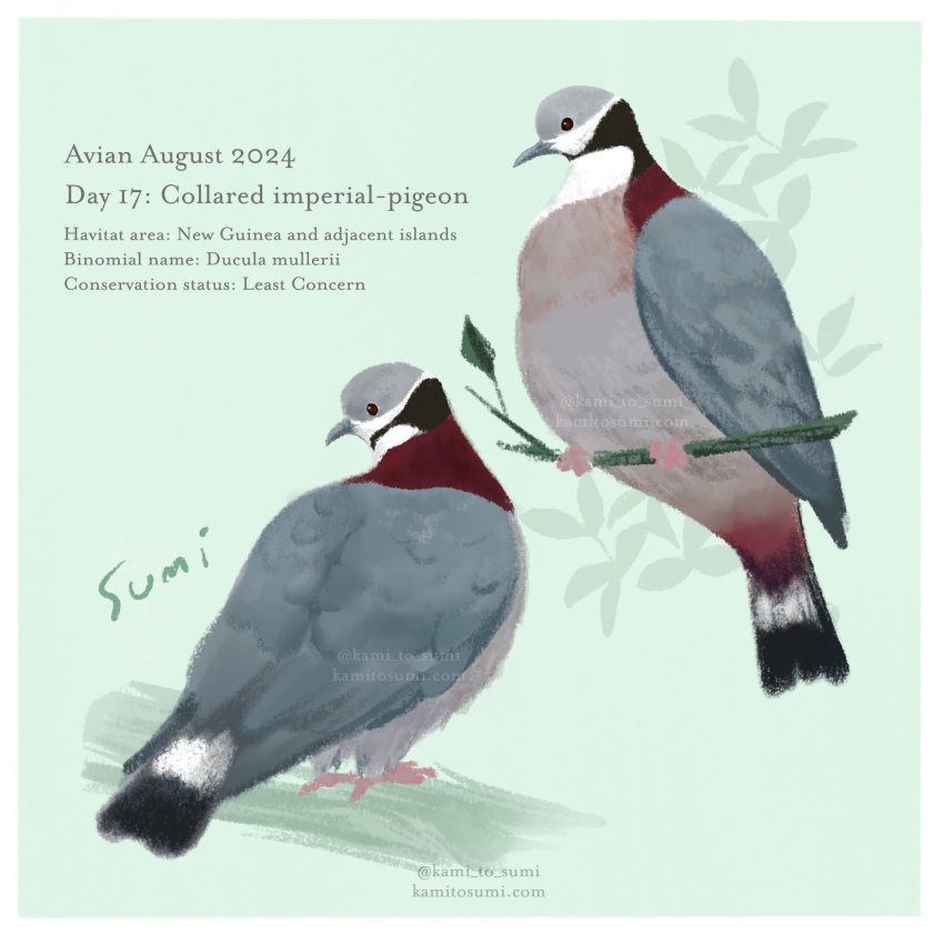 animal, animal_focus, artist_name, bird, border, branch, collared_imperial-pigeon, english_text