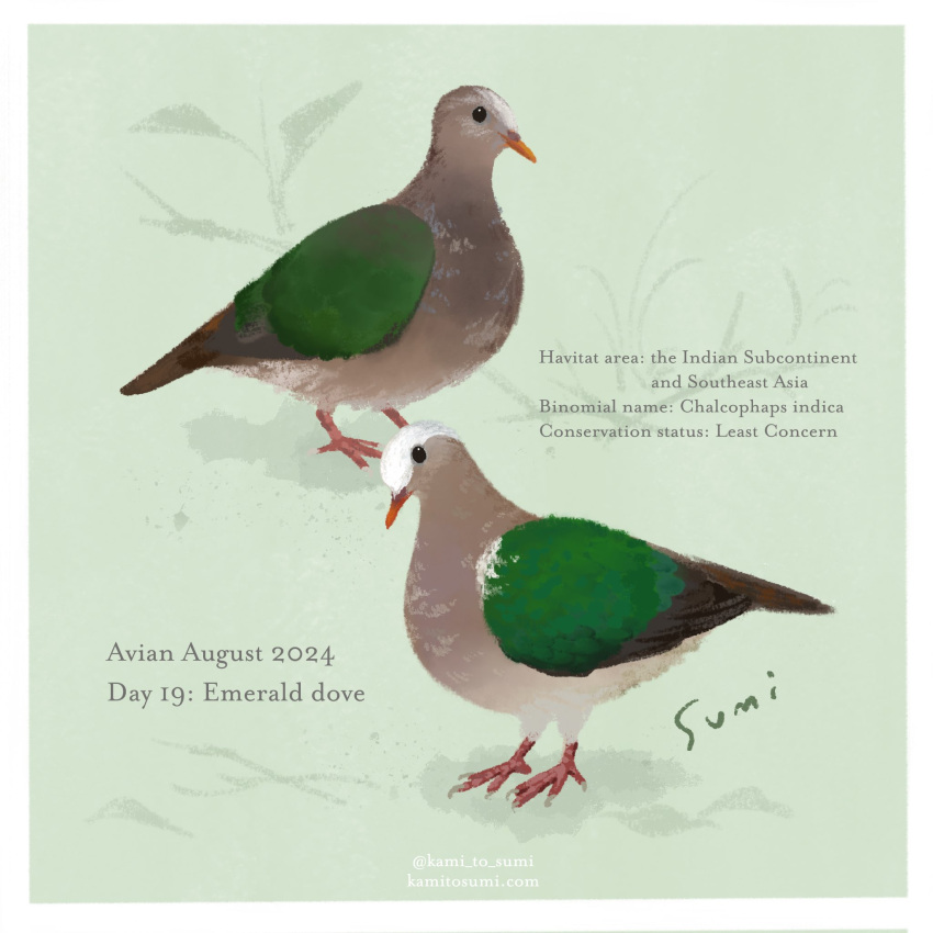animal, animal_focus, artist_name, bird, border, common_emerald_dove, english_text, green_background