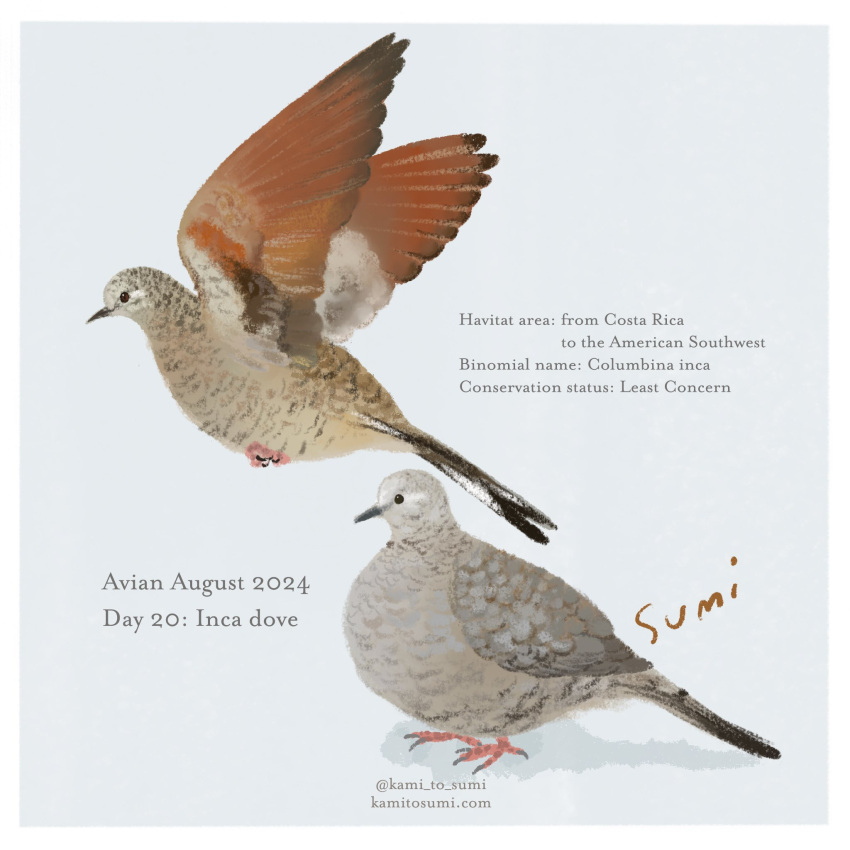 animal, animal_focus, artist_name, bird, blue_background, border, dove, english_text