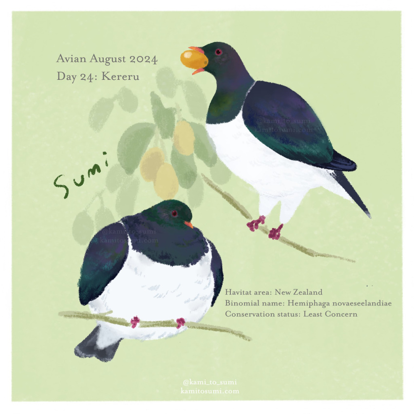 animal, animal_focus, animal_name, artist_name, berry, bird, black_feathers, border, branch, eating, english_text, feathers, green_background, highres, kami_to_sumi, kereru, no_humans, original, twitter_username, white_border, white_feathers