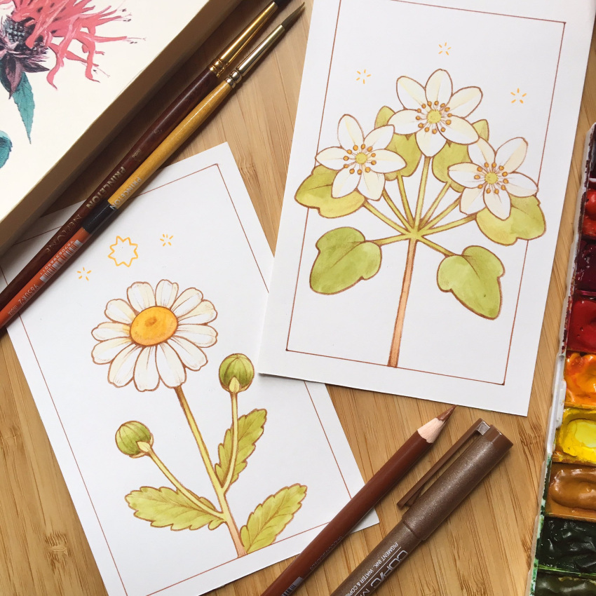 anemone_(flower), bud, colored_pencil, commentary, daisy, english_commentary, flower, flower_focus