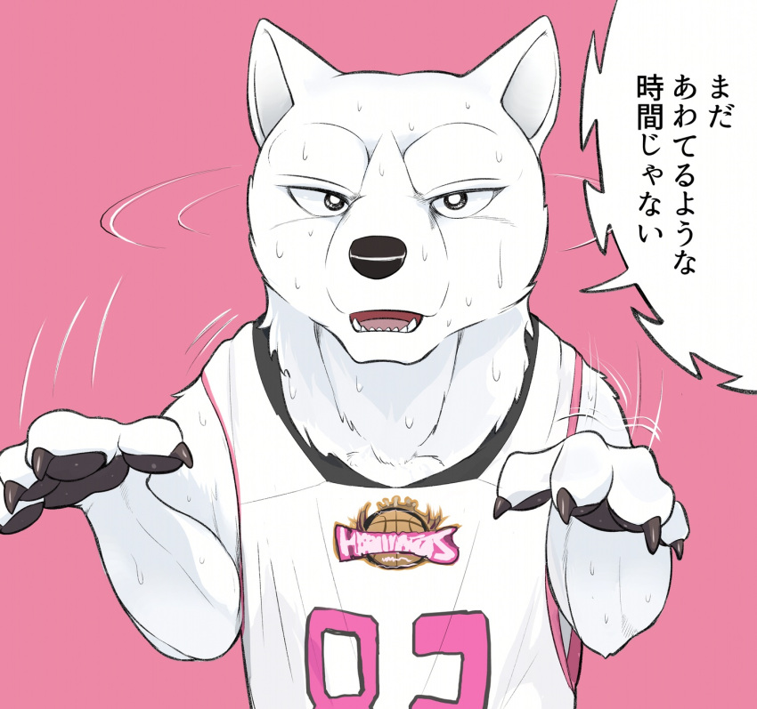 1boy, akame_(ginga_nagareboshi_gin), akita_inu, animal_ears, animal_hands, basketball_uniform, claws, commentary_request, dog_boy, dog_ears, furry, furry_male, ginga_(franchise), ginga_nagareboshi_gin, highres, looking_at_viewer, male_focus, not_yet_time_to_panic, pawpads, personification, pink_background, shaking_head, simple_background, solo, sportswear, translated, wavingdog, white_fur