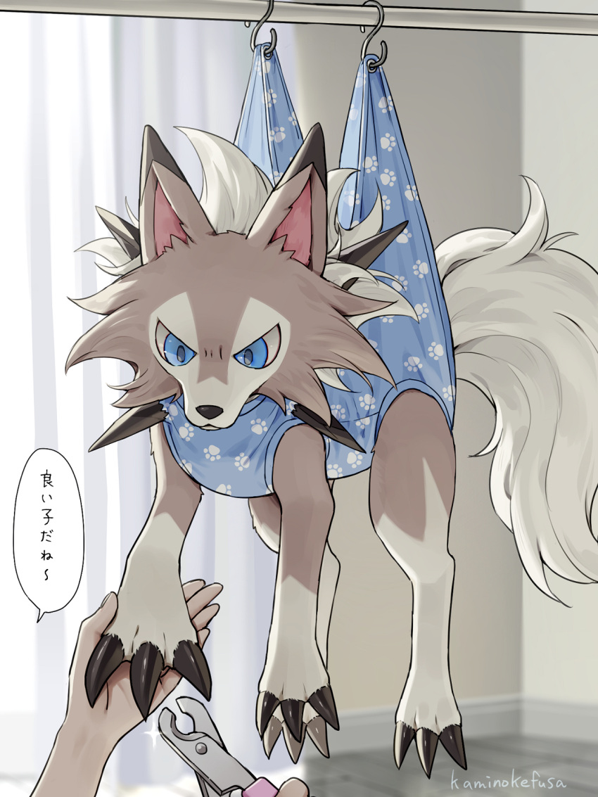 black_nails, blue_eyes, claws, commentary_request, curtains, dog, grooming, hanging