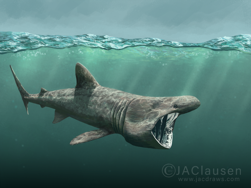 animal, animal_focus, artist_name, basking_shark, commentary, english_commentary, fish, full_body, jacsciart, no_humans, ocean, open_mouth, original, realistic, scenery, shark, solo, underwater, water, watermark