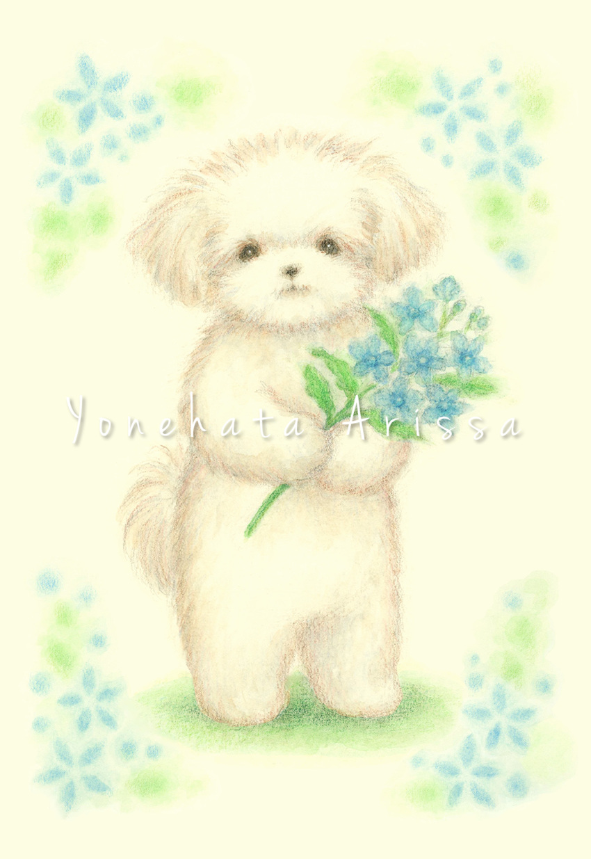 animal, animal_focus, colored_pencil_(medium), commentary_request, dog, flower, fluffy, highres, holding, holding_flower, looking_at_viewer, maltese, no_humans, original, rearing, standing, traditional_media, watermark, white_dog, yonehata_arissa