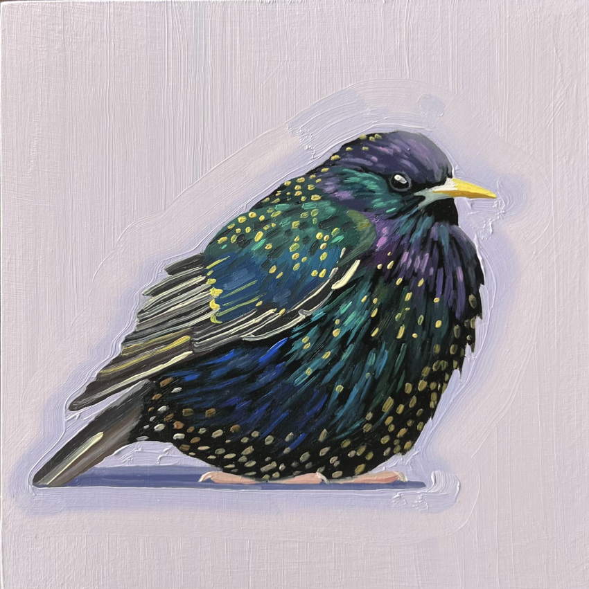 animal, animal_focus, bird, common_starling, english_commentary, grey_background, highres, leah_gardner