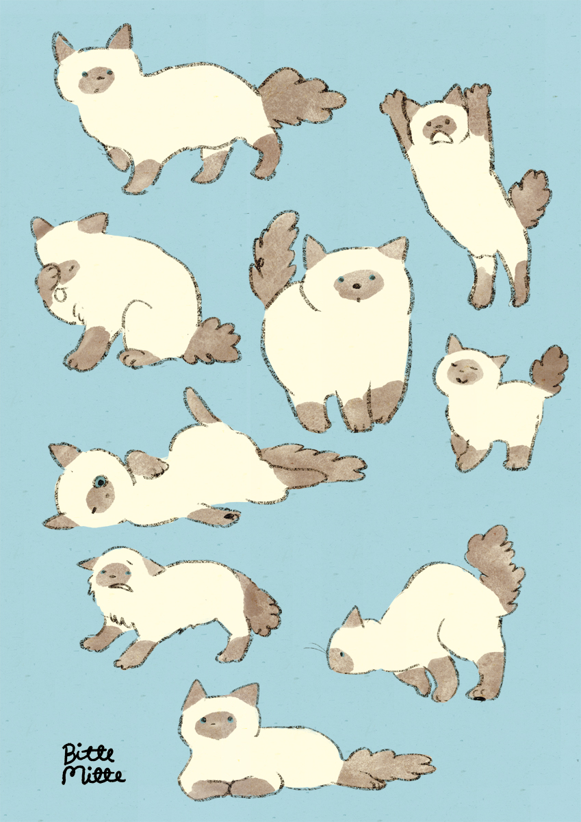 :3, animal, animal_focus, blue_background, cat, highres, himalayan_cat, momoro, no_humans, original