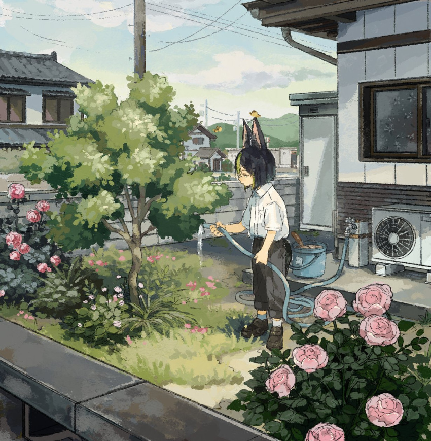 1boy, air_conditioner, animal_ear_fluff, animal_ears, black_footwear, black_hair, black_pants, blue_sky, blue_socks, blunt_ends, breast_pocket, brown_eyes, bucket, bug, building, bush, butterfly, capri_pants, closed_mouth, clouds, collared_shirt, commentary_request, day, dirt, flower, fox_ears, genshin_impact, grass, green_eyes, green_hair, hair_between_eyes, highres, hishida_(koko_escape), holding, holding_hose, hose, house, male_focus, mountainous_horizon, multicolored_eyes, multicolored_hair, outdoors, pants, pink_flower, pink_rose, pocket, power_lines, rose, scenery, shirt, shirt_tucked_in, shoes, short_hair, short_sleeves, sky, socks, solo, standing, stone_wall, streaked_hair, tighnari_(genshin_impact), tree, trowel, utility_pole, water, watering, white_shirt, wing_collar, yellow_butterfly