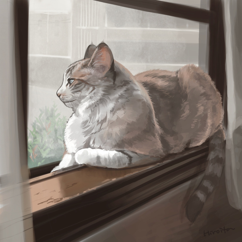 animal_focus, artist_name, cat, commentary, curtains, grey_cat, highres, hiroita