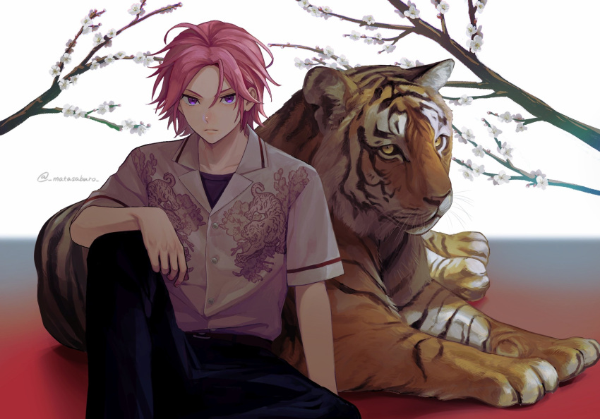 1boy, animal, animal_print, arm_on_knee, bishounen, black_pants, black_shirt, branch, cherry_blossoms, closed_mouth, colored_sclera, ensemble_stars!, flower, highres, knee_up, looking_at_viewer, male_focus, matasaburo, on_ground, oukawa_kohaku, pants, pink_hair, shirt, shirt_under_shirt, simple_background, sitting, solo, striped_fur, tiger, twitter_username, violet_eyes, white_background, white_flower, white_shirt, yellow_sclera