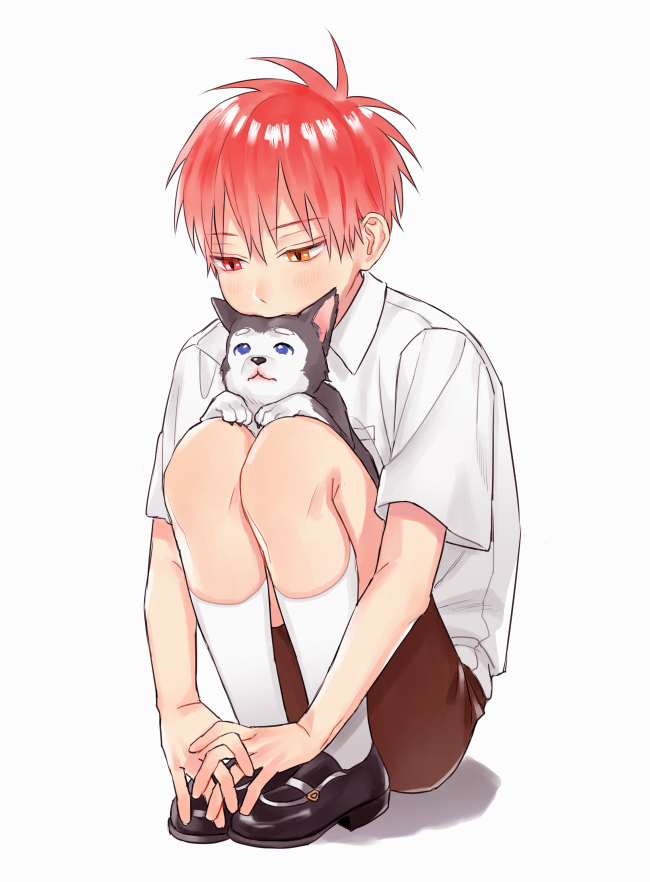 1boy, aged_down, akashi_seijuurou, animal, black_footwear, blush, brown_shorts, child