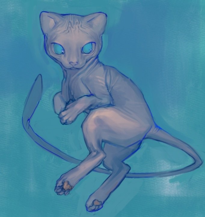 animal_focus, blue_background, blue_eyes, cat, floating, full_body, hairless_cat, kindykotik
