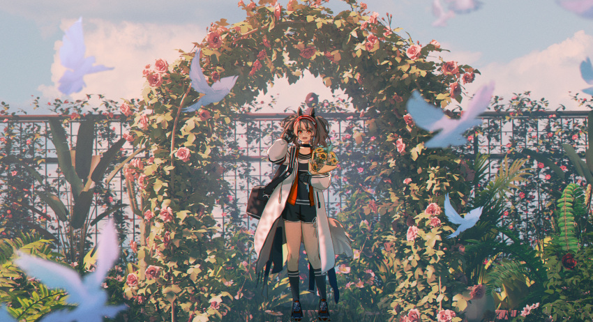 1girl, absurdres, angelina_(arknights), animal_ears, arknights, bilingual_commentary, black_bag, black_collar, black_footwear, black_shorts, black_socks, blurry, bouquet, brown_hair, bug, butterfly, chinese_commentary, chromatic_aberration, clouds, coat, collar, collarbone, commentary_request, depth_of_field, dot_nose, fence, fern, film_grain, flower, fox_ears, fox_girl, fox_tail, full_body, garden, hairband, haku_(muc12b), hand_on_own_head, highres, holding, holding_bouquet, jacket, kneehighs, medium_hair, mixed-language_commentary, open_clothes, open_coat, outdoors, pink_flower, pink_rose, red_eyes, red_hairband, red_jacket, rose, scenery, shoelaces, shoes, shorts, socks, solo, striped_clothes, striped_hairband, sunflower, tail, twintails, two-tone_hairband, white_coat, white_flower, white_rose, wide_shot