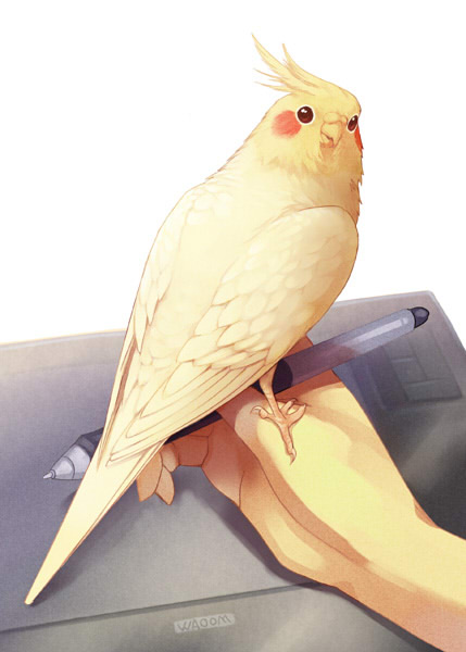 cockatiel, comic, era_(traveling_bird), fishball, hands, original, parrot, sitting