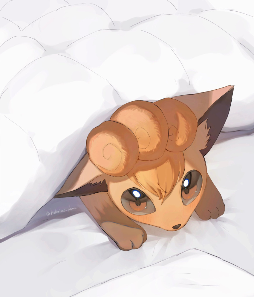 absurdres, animal_focus, blanket, brown_eyes, commentary_request, highres, hokaimo_pkmn, looking_at_viewer