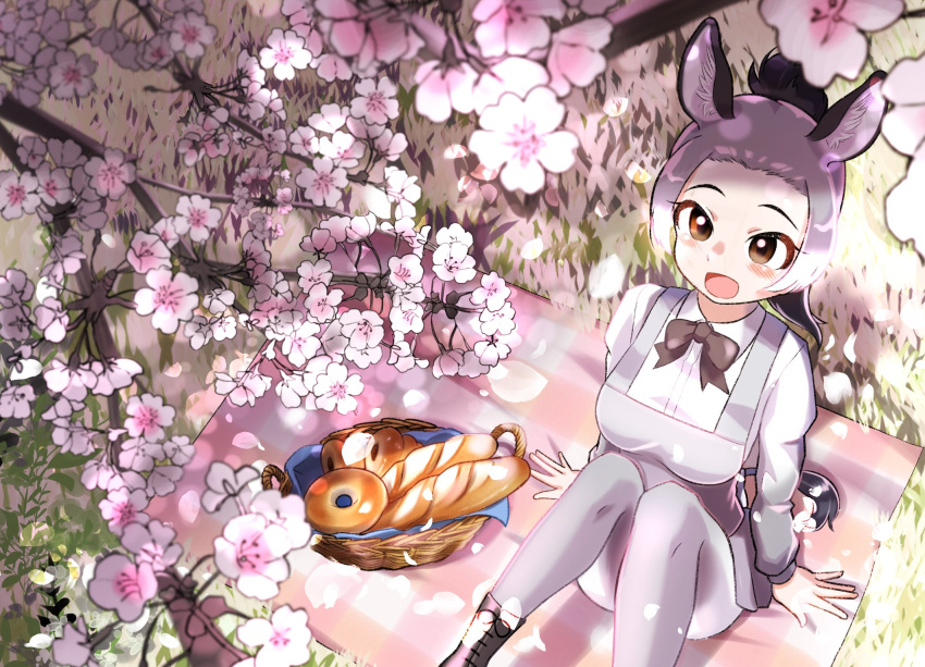 animal_ears, bagel, basket, black_hair, blush, bow, bowtie, bread, brown_bow, brown_bowtie, brown_eyes, cherry_blossoms, collared_shirt, donkey_(kemono_friends), donkey_ears, donkey_girl, donkey_tail, dress, food, from_above, gradient_clothes, gradient_shirt, grey_dress, grey_hair, grey_pantyhose, grey_shirt, highres, kemono_friends, long_sleeves, multicolored_hair, negi_e_mon, open_mouth, pantyhose, picnic, picnic_basket, picnic_blanket, ponytail, puffy_sleeves, shirt, sidelocks, sitting, smile, white_hair, white_shirt
