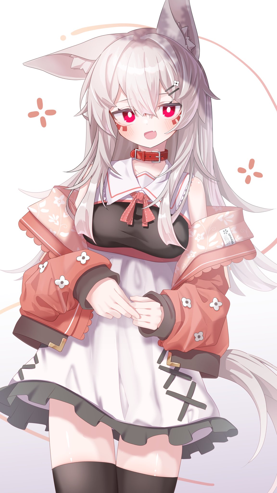1girl, :d, akasha_(syakoba), animal_collar, animal_ear_fluff, animal_ears, belt_collar, black_thighhighs, blush, breasts, bright_pupils, collar, collared_dress, cowboy_shot, dress, facial_mark, fang, frilled_dress, frills, gradient_background, grey_hair, hair_between_eyes, hair_ornament, hairclip, highres, jacket, long_hair, long_sleeves, looking_at_viewer, medium_breasts, off_shoulder, open_clothes, open_jacket, open_mouth, original, own_hands_together, red_collar, red_eyes, red_jacket, sailor_collar, sailor_dress, satoh_vrc, short_dress, simple_background, skin_fang, sleeveless, sleeveless_dress, smile, solo, tail, thigh-highs, white_background, white_dress, white_hair, white_pupils, wolf_ears, wolf_girl, wolf_tail, zettai_ryouiki