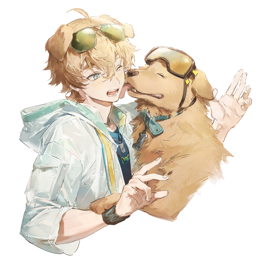 1boy, animal, animal_ears, arknights, armband, arms_up, black_shirt, blonde_hair, blue_eyes, bone_charm, collar, commentary, crew_neck, cropped_torso, dog, dog_boy, dog_ears, eyewear_on_head, fingernails, goggles, goggles_on_head, golden_retriever, hair_between_eyes, hashtag-only_commentary, highres, hood, hood_down, hooded_jacket, jacket, jewelry, licking, liyu_li, male_focus, necklace, one_eye_closed, open_clothes, open_jacket, open_mouth, shirt, shoulder_pouch, sunglasses, teeth, tequila_(arknights), tongue, tongue_out, white_jacket