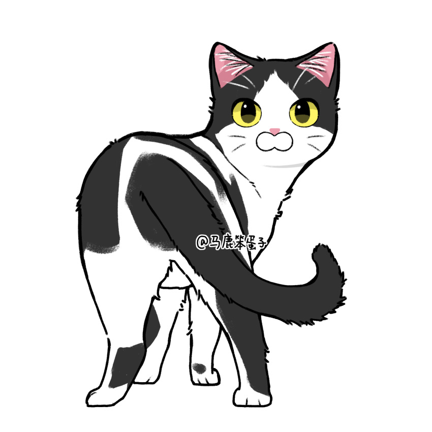 animal, animal_focus, baby_animal, cat, commentary, highres, kitten, looking_at_viewer, no_humans, original, shika_(bakane0411), simple_background, solo, tuxedo_cat, whiskers, white_background, yellow_eyes
