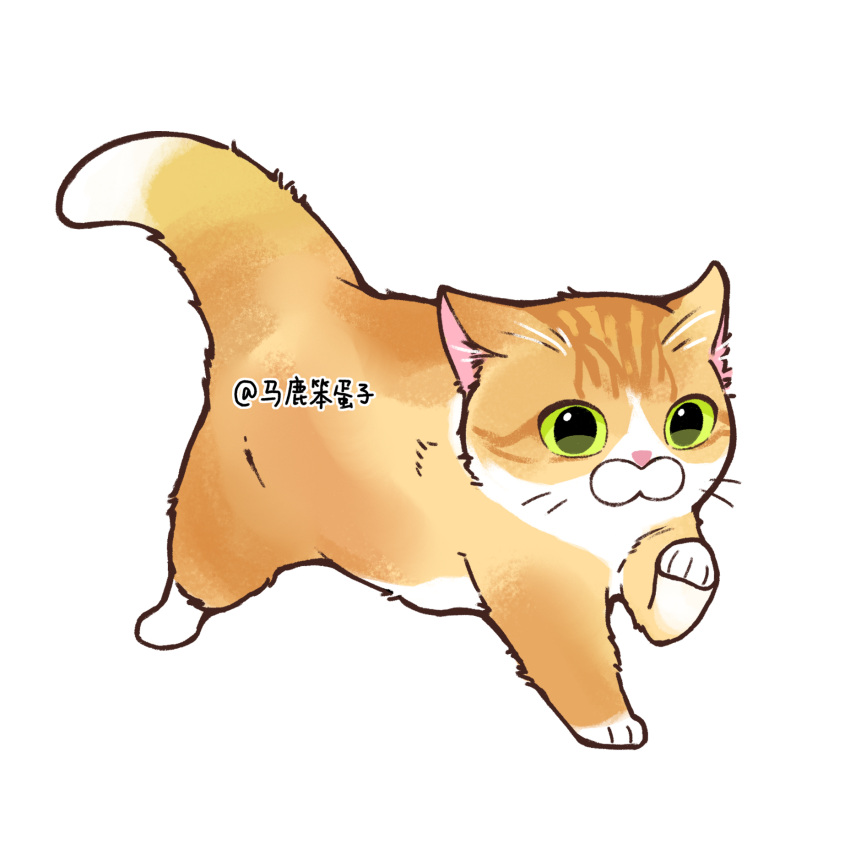 animal, animal_focus, baby_animal, cat, commentary, green_eyes, highres, kitten
