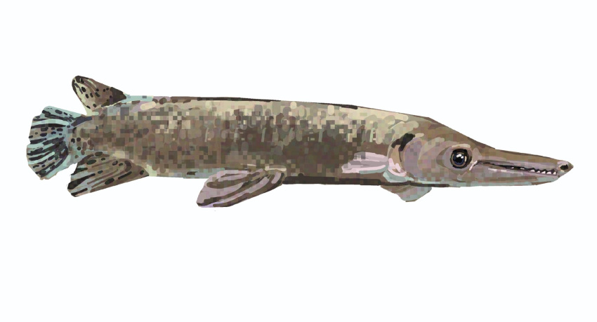 fish, from_side, gar_(fish), highres, junbuug, no_humans, original, painterly