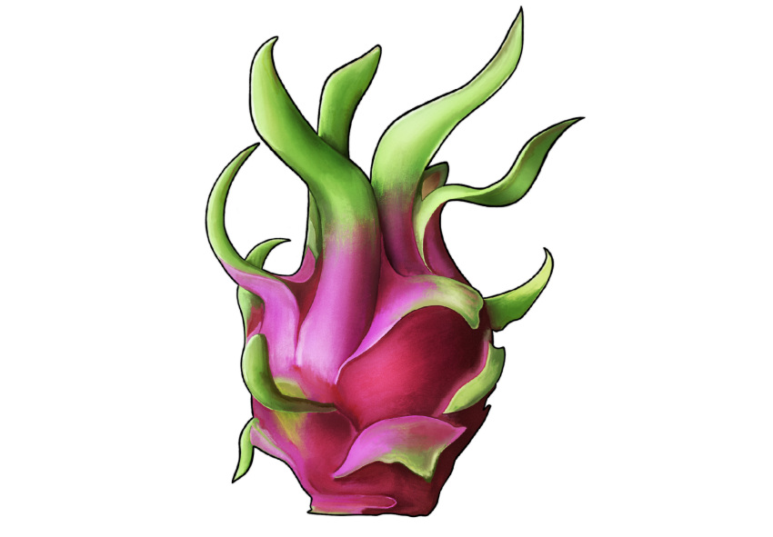 art_neverath, dragon_fruit, english_commentary, food, fruit, fruit_focus, highres, no_humans, original, procreate_(medium), simple_background, white_background