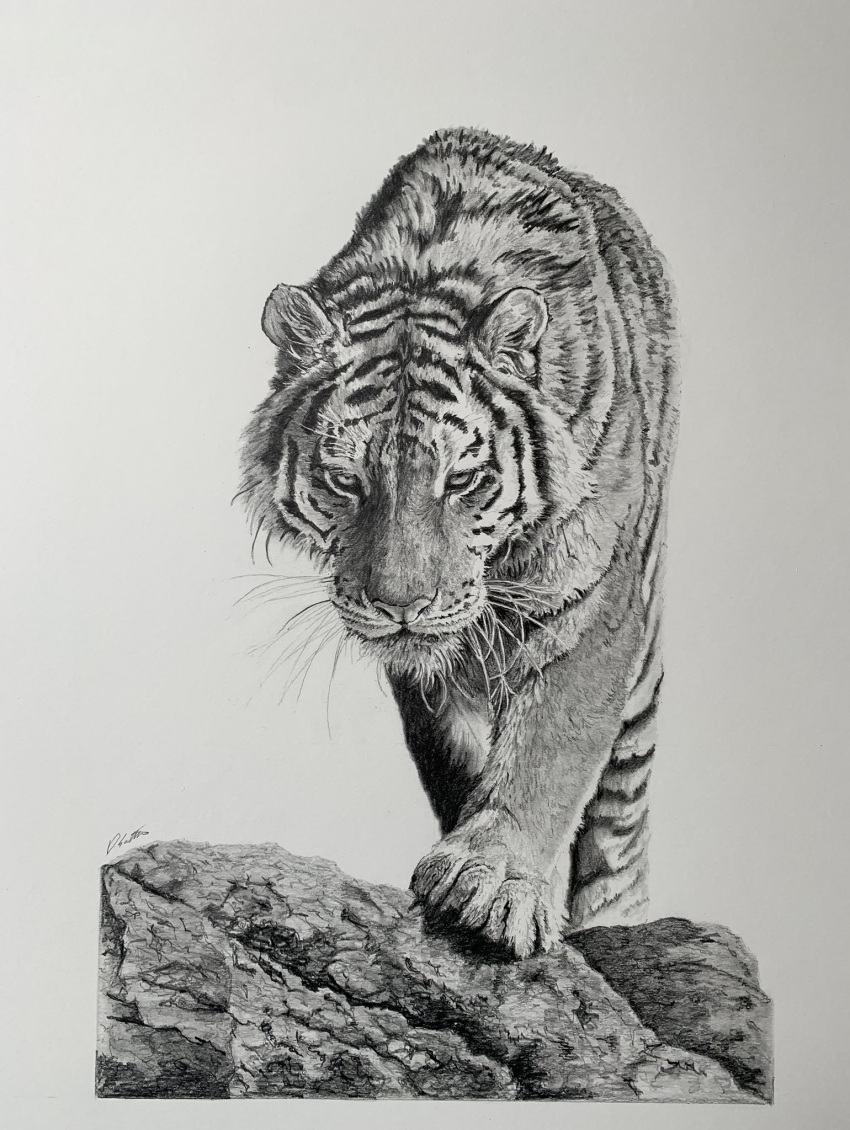 animal, animal_focus, commentary, david_salter, english_commentary, greyscale, highres, monochrome
