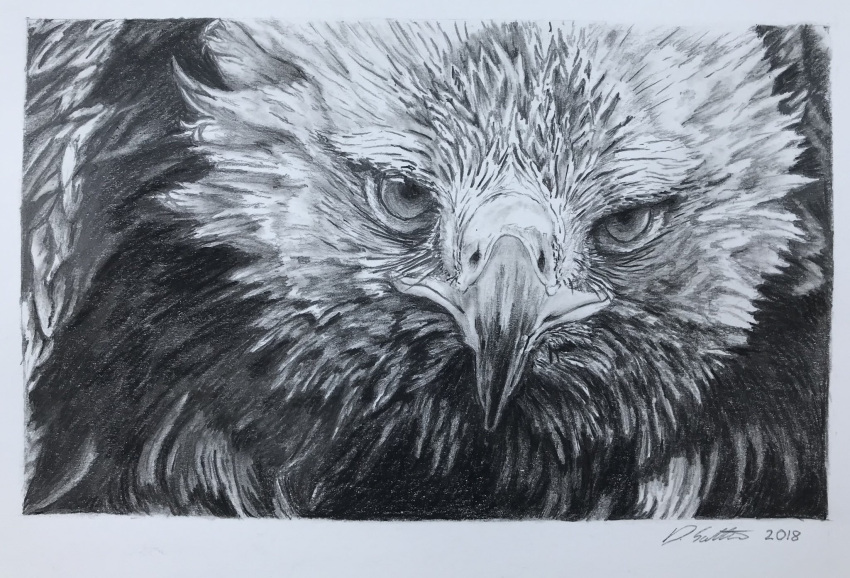 animal, animal_focus, bird, commentary, dated, david_salter, eagle, english_commentary