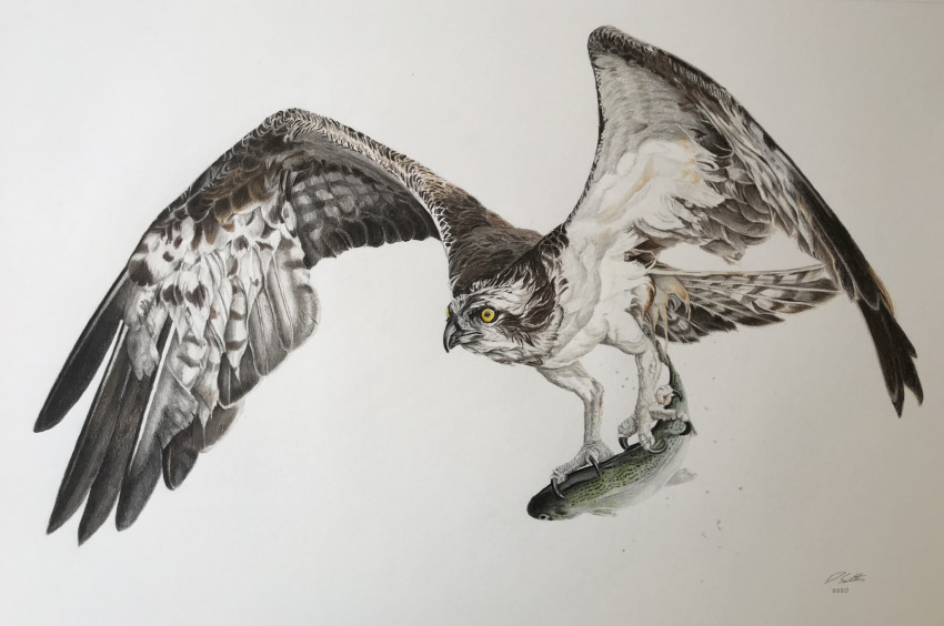 animal, animal_focus, bird, colored_pencil_(medium), commentary, dated, david_salter, english_commentary