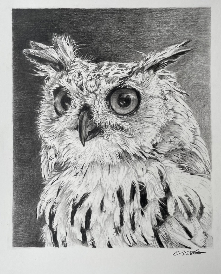 animal, animal_focus, bengal_eagle-owl, bird, commentary, david_salter, english_commentary, greyscale