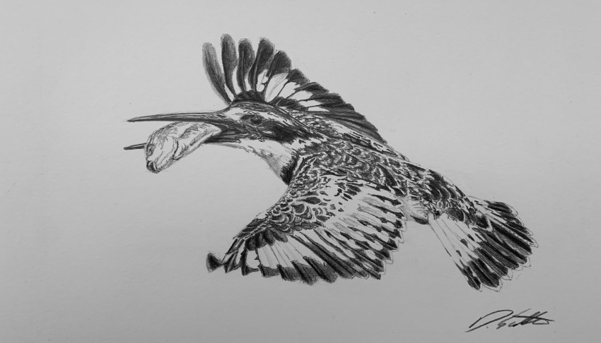 animal, animal_focus, bird, commentary, david_salter, english_commentary, fish, graphite_(medium)