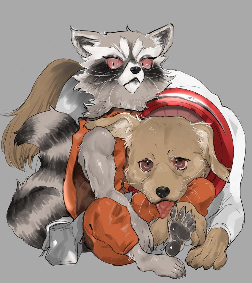 1boy, 1other, animal_ears, barefoot, claws, closed_mouth, cosmo_the_spacedog, dog, dog_ears, dog_tail, furry, furry_male, grey_background, guardians_of_the_galaxy, highres, jumpsuit, looking_at_viewer, marvel, mike831g, orange_jumpsuit, pawpads, raccoon_boy, raccoon_ears, raccoon_tail, rocket_raccoon, sitting, sleeveless_jumpsuit, tail, tongue, tongue_out, whiskers