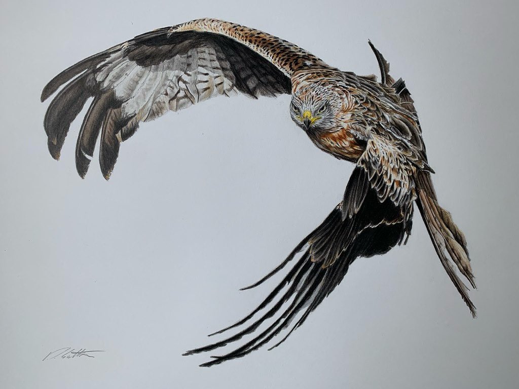 animal, animal_focus, bird, colored_pencil_(medium), commentary, david_salter, english_commentary, no_humans, original, photo-referenced, photorealistic, realistic, signature, traditional_media