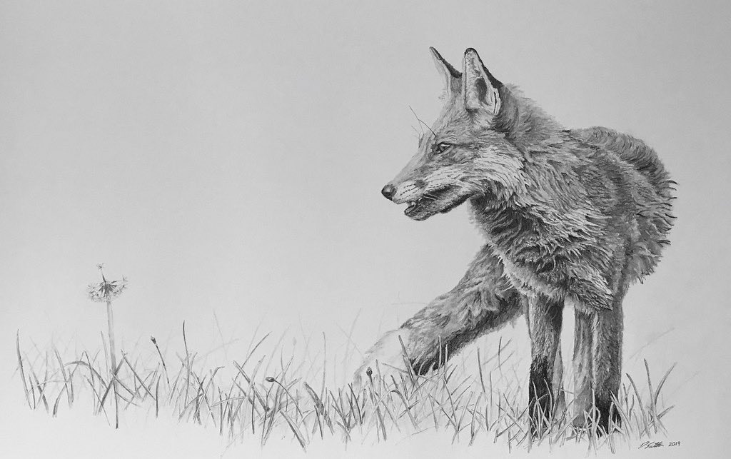 animal, animal_focus, commentary, dandelion, dated, david_salter, english_commentary, flower, fox, graphite_(medium), grass, greyscale, monochrome, no_humans, original, photo-referenced, photorealistic, realistic, signature, traditional_media