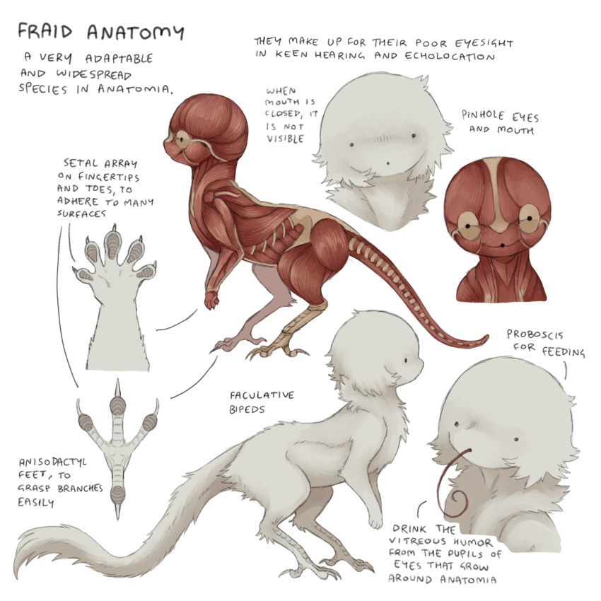 :o, anatomy, animal_focus, biology, bird_legs, body_fur, creature, diagram