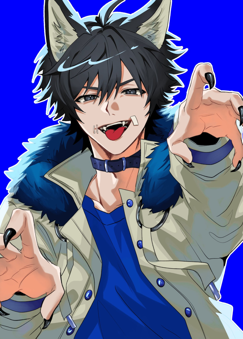 1boy, ahoge, belt_collar, black_eyes, black_hair, black_nails, blue_background, blue_shirt, buttons, cheese_hr, claw_pose, collar, commentary, fangs, fur_trim, hair_between_eyes, high_collar, highres, identity_v, jacket, kemonomimi_mode, male_focus, naib_subedar, naib_subedar_(oph.naib), o-ring, shirt, short_hair, simple_background, solo, stitched_mouth, stitches, tongue, tongue_out, white_jacket