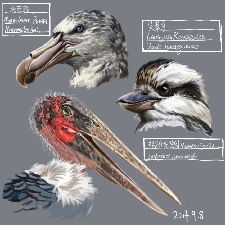 animal_focus, bird, blue_eyes, brown_eyes, commentary_request, dated, english_text, grey_background