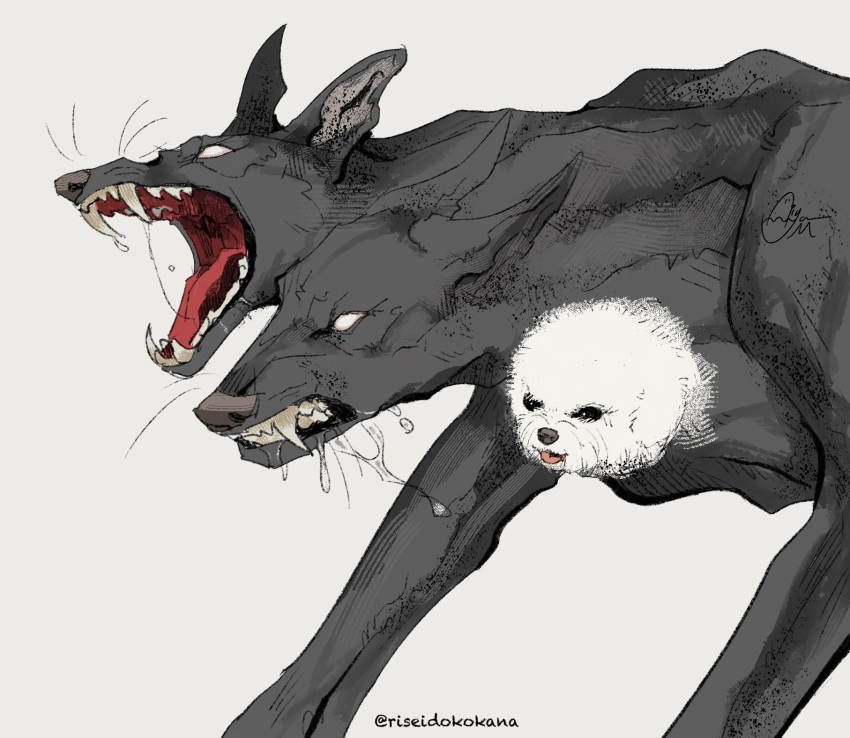 animal_focus, bichon_(dog), black_dog, black_eyes, blank_eyes, cerberus, commentary_request, dog, grey_background, highres, multiple_heads, no_humans, open_mouth, original, riseidokokana, saliva, saliva_trail, sharp_teeth, simple_background, teeth, tongue, tongue_out, twitter_username, white_dog