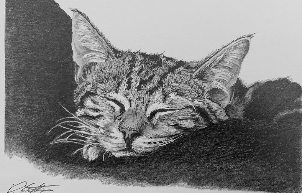 animal, animal_focus, cat, commentary, david_salter, english_commentary, greyscale, monochrome