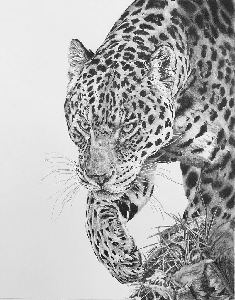 animal, animal_focus, commentary, david_salter, english_commentary, graphite_(medium), greyscale, jaguar