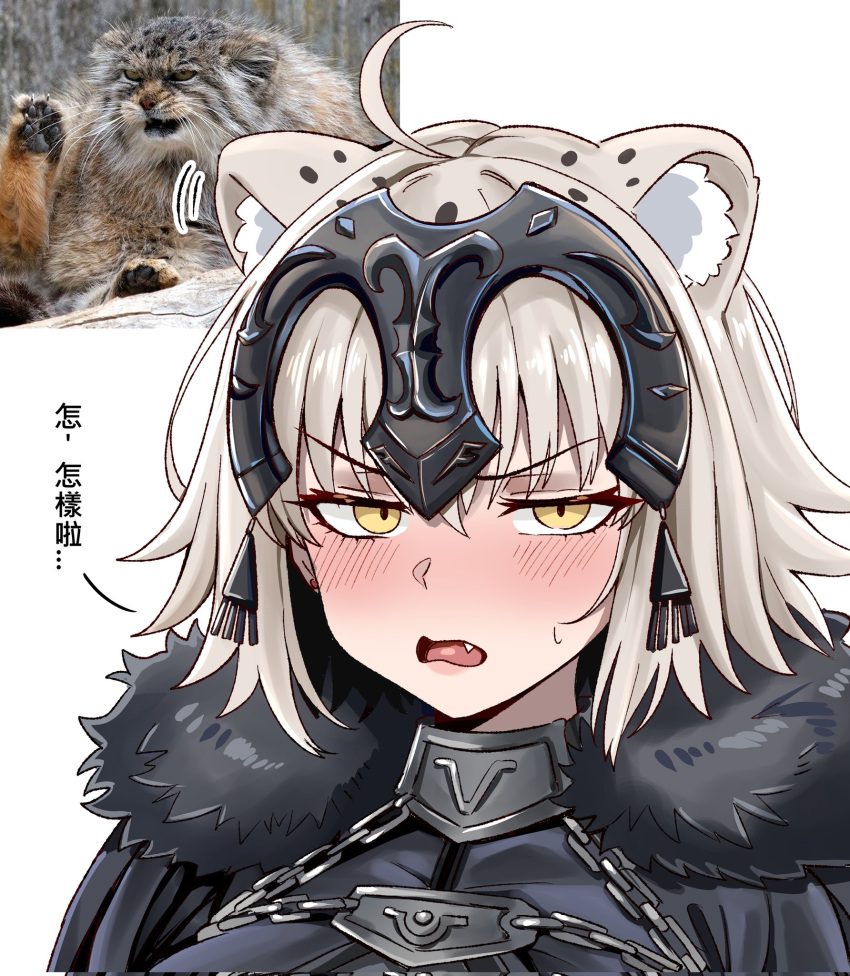 1girl, ahoge, animal_ear_fluff, animal_ears, armor, armored_dress, bear_boss, blush, cape, cat_ears, cat_girl, chain, commentary_request, dress, embarrassed, fang, fate/grand_order, fate_(series), fur-trimmed_cape, fur_trim, grey_hair, headpiece, highres, jeanne_d'arc_alter_(avenger)_(fate), jeanne_d'arc_alter_(avenger)_(first_ascension)_(fate), jeanne_d'arc_alter_(fate), kemonomimi_mode, looking_at_viewer, medium_hair, open_mouth, photo_inset, portrait, reference_inset, sanpaku, simple_background, small_sweatdrop, solo, talking, translation_request, white_background, yellow_eyes