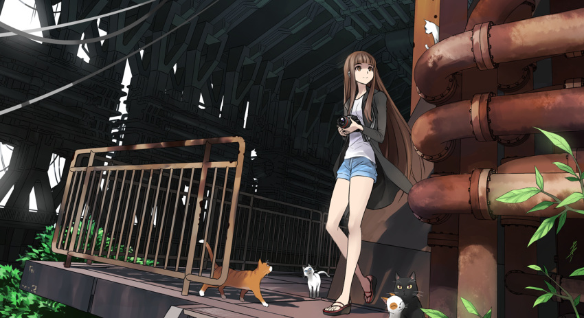 animal, brown_hair, camera, cat, coat, denim, denim_shorts, dutch_angle