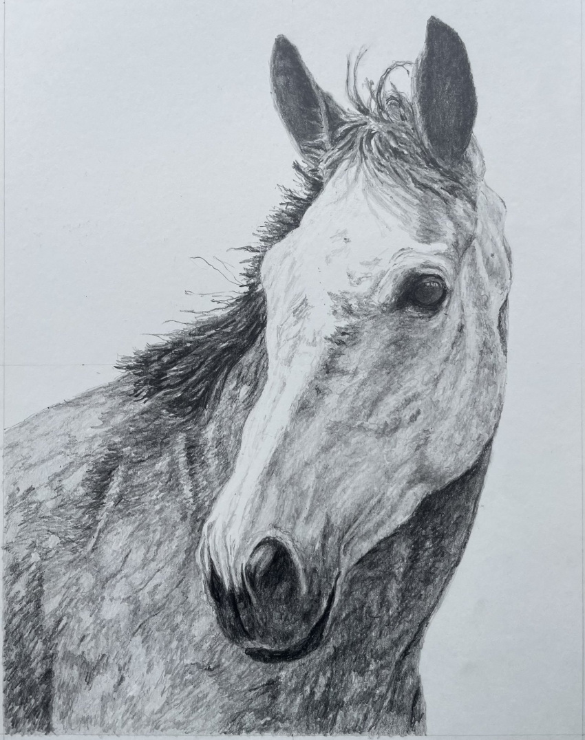 animal_focus, commentary, commission, david_salter, english_commentary, graphite_(medium), greyscale, highres