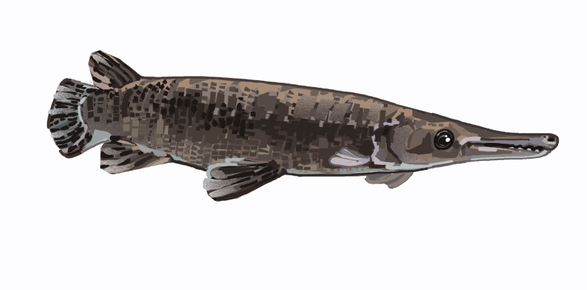 animal_focus, fish, from_side, gar_(fish), highres, junbuug, no_humans, original
