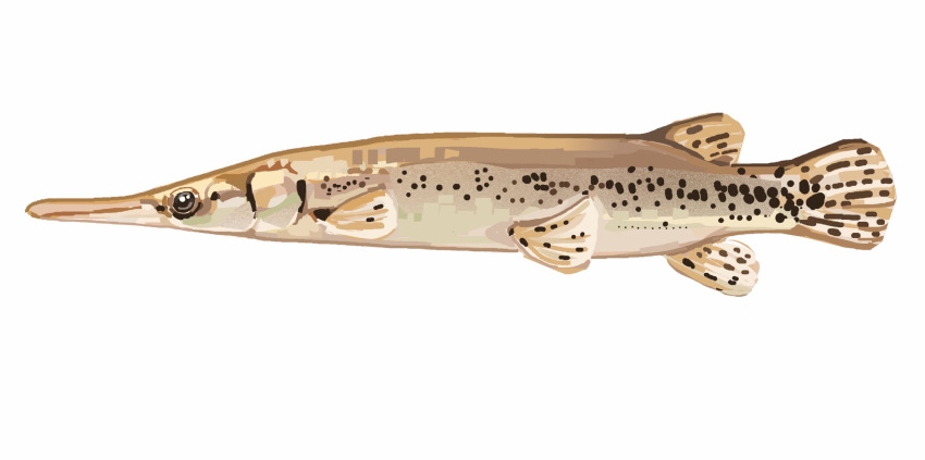 animal_focus, commentary, english_commentary, fish, from_side, gar_(fish), highres, junbuug