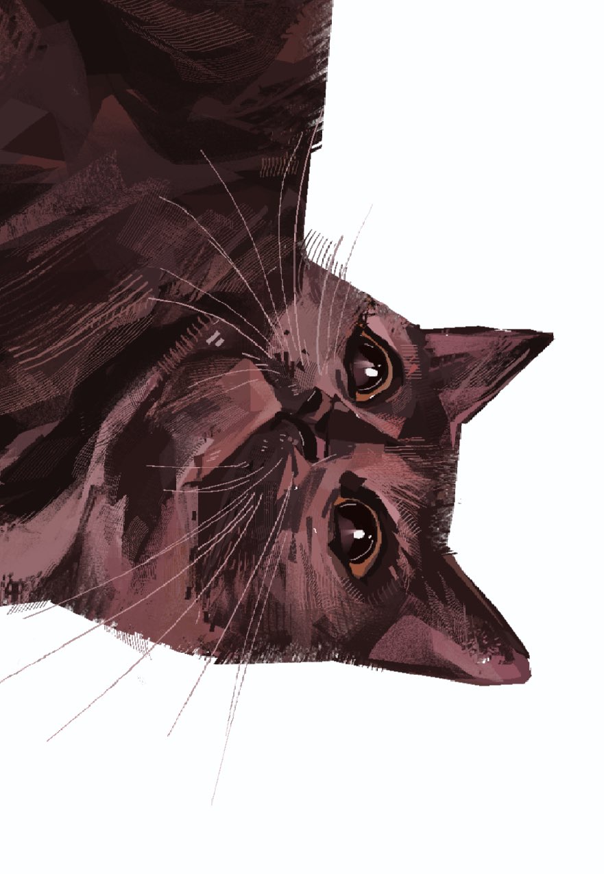 animal_focus, brown_cat, brown_eyes, cat, close-up, highres, junbuug, korat