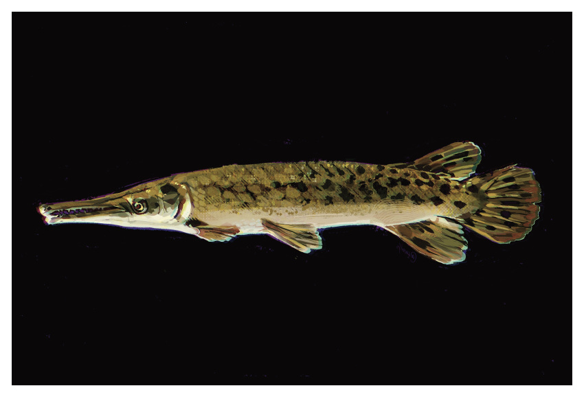 absurdres, animal, animal_focus, black_background, border, fish, from_side, gar_(fish)