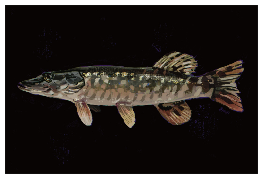 absurdres, animal_focus, black_background, border, fish, from_side, highres, no_humans, original, painterly, pike_(fish), simple_background, twulfs, white_border