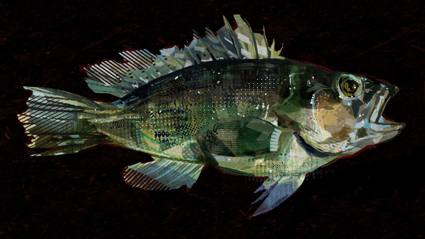 animal, animal_focus, bass_(fish), black_background, commentary, english_commentary, fish, from_side