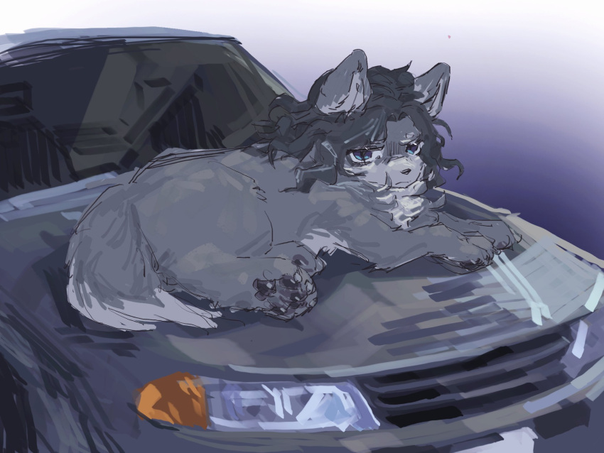 animal, animal_focus, blue_eyes, body_fur, car, closed_mouth, commentary_request, dou_jiao_bei_w